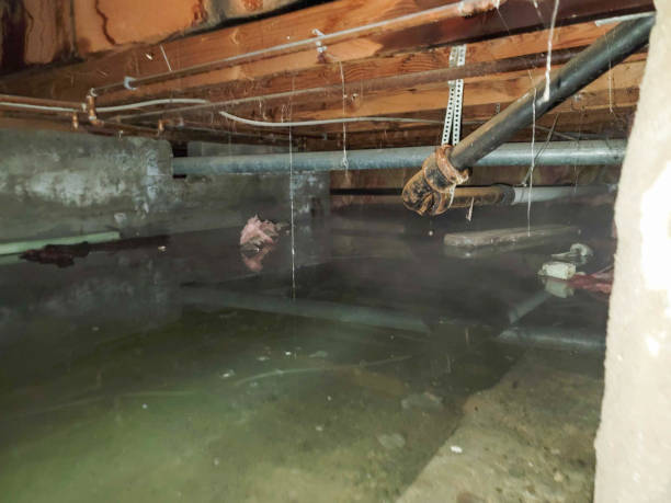 Best Commercial water damage restoration  in Morenci, MI